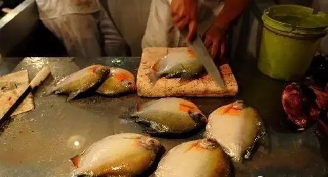 世界顶级淡水鱼大全,世界上顶级鱼类大全