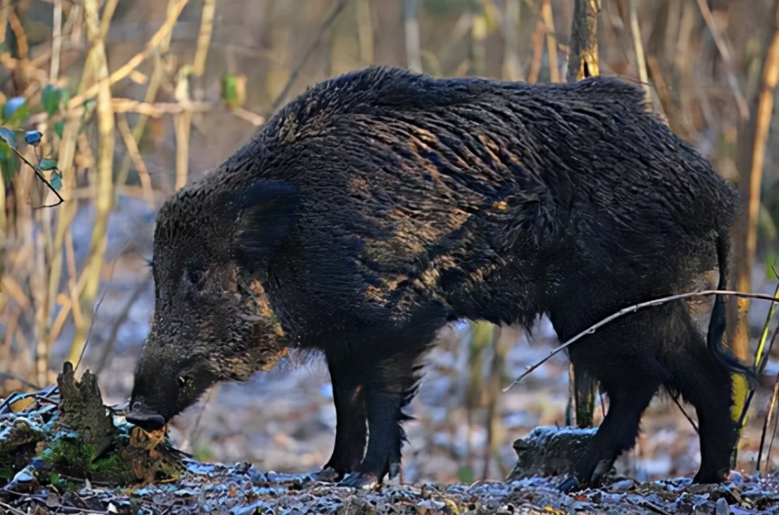 多地开始猎杀野猪，杀死的野猪该如何处理？为何不给人们吃了它？