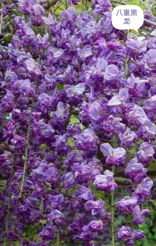 日本姬紫藤最好品种介绍,什么品种的紫藤好养好看