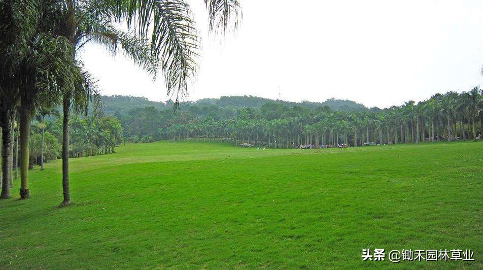 紫羊茅草坪种子,紫羊茅的功效与作用