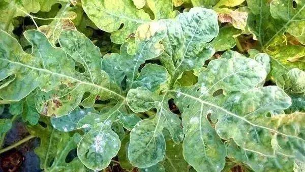 西瓜疫病发生与综合防治措施