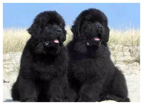 狗狗品种大全及介绍,狗狗品种大全带你走进狗狗的世界