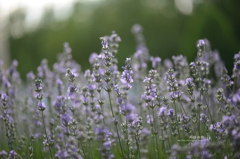 西餐香草大全及用途视频,好吃的西餐料理有哪些