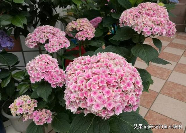 绣球为什么老是烂叶子,绣球修剪成光杆不发芽怎么回事