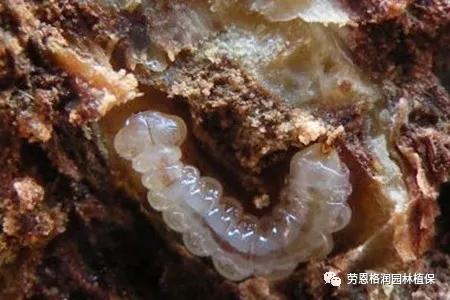 各类植物害虫的防治方法,园林蛀干害虫防治方法