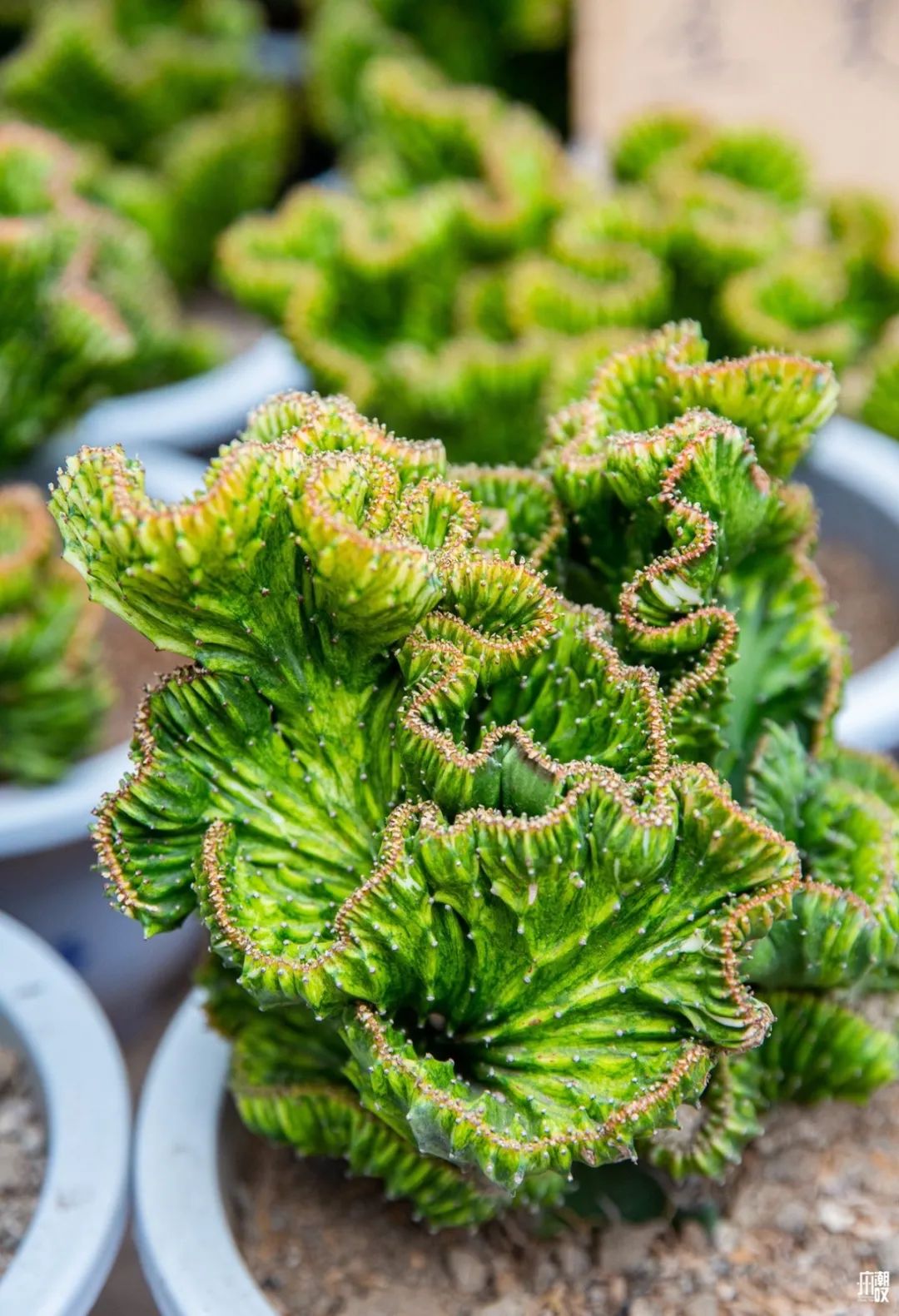 广州最便宜的花卉市场1块钱,广州岭南花卉市场买花攻略