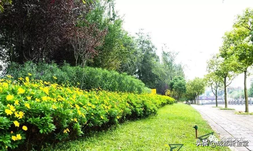 金堂人，你身边这条街已入选成都“最美街道”！