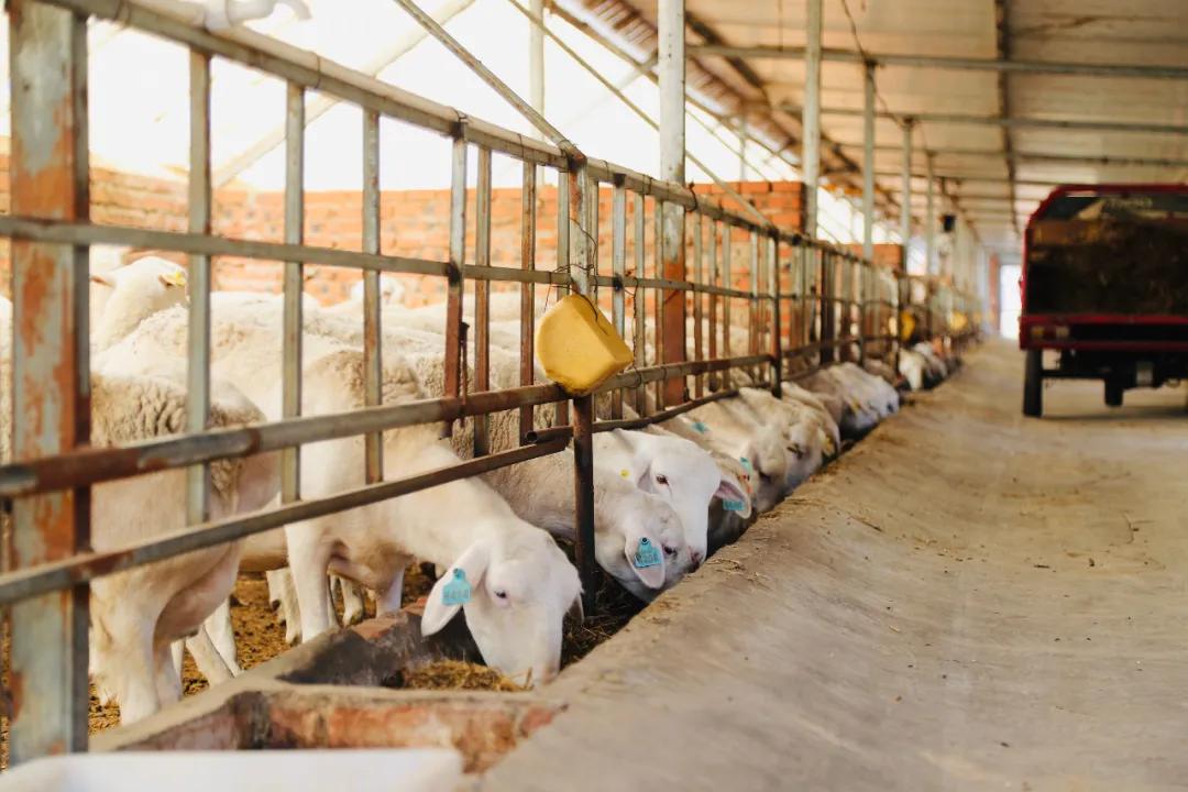 沁源官滩最新规划,沁源乡村振兴产业发展项目