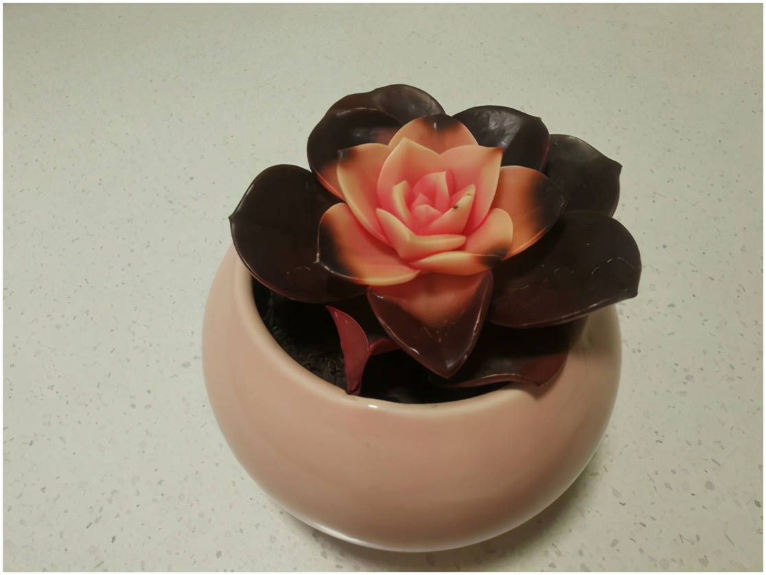 多肉虐我千百遍，我待多肉如初恋