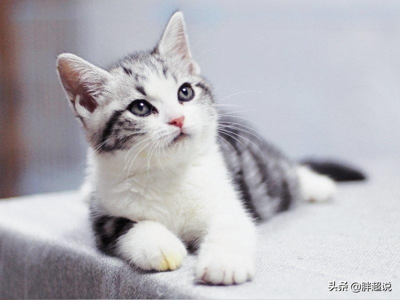 英短得了猫癣怎么办,猫猫藓严重有什么方法解决