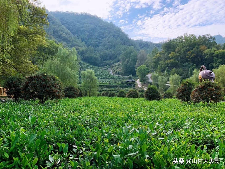 自制生姜洗发水操作方法,自制皂角生姜生发洗发水