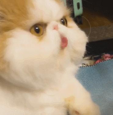 猫界凶暴的5种猫敢养的都是大神,公认最通人性的6种猫