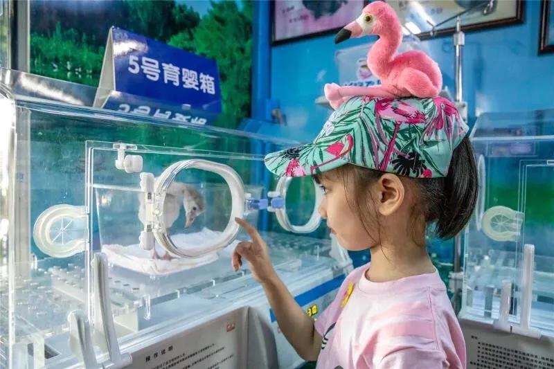 长隆飞鸟乐园拍鸟攻略,广州长隆飞鸟乐园可以摸哪些鸟