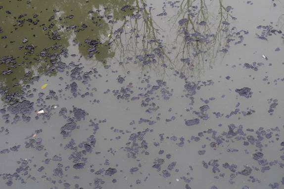 如何判断池塘是否需要改底,池塘如何改底调水抗应激