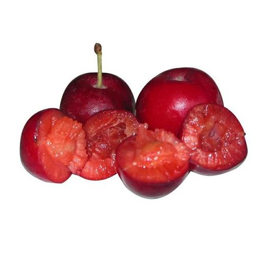 66元一斤钙果种植前景,浙江种植钙果哪里最好