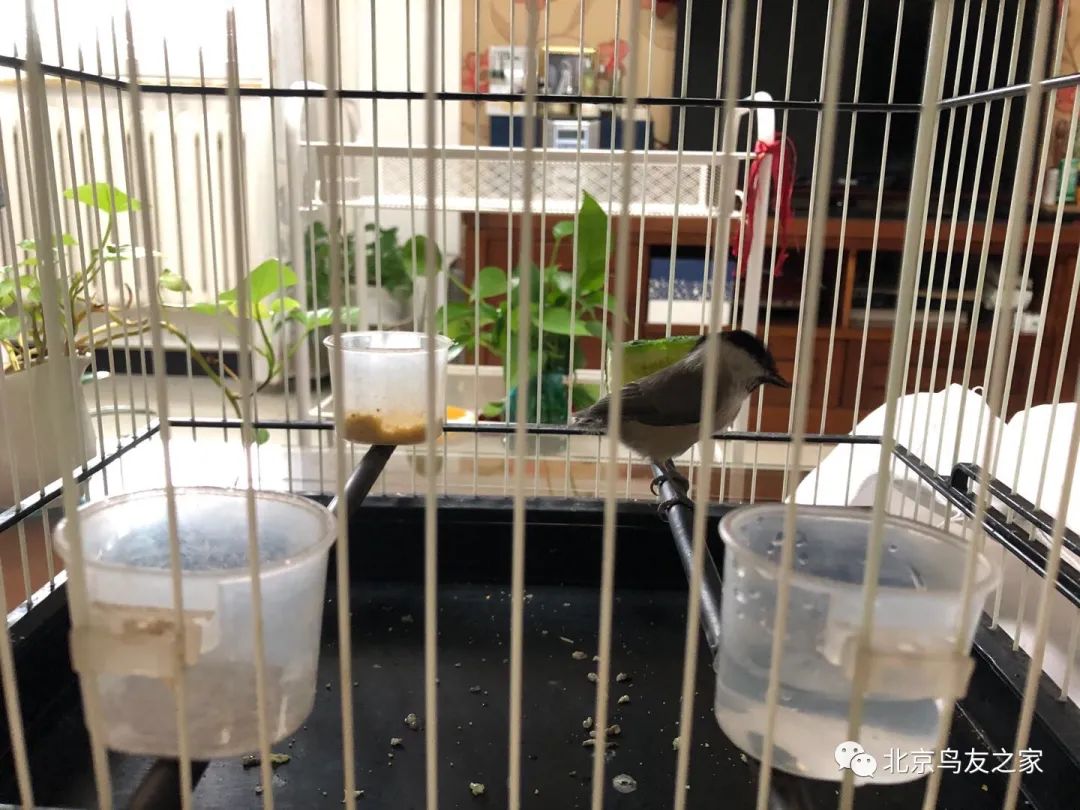 红子雏鸣完整版,红子鸟是雏子好还是枝子好