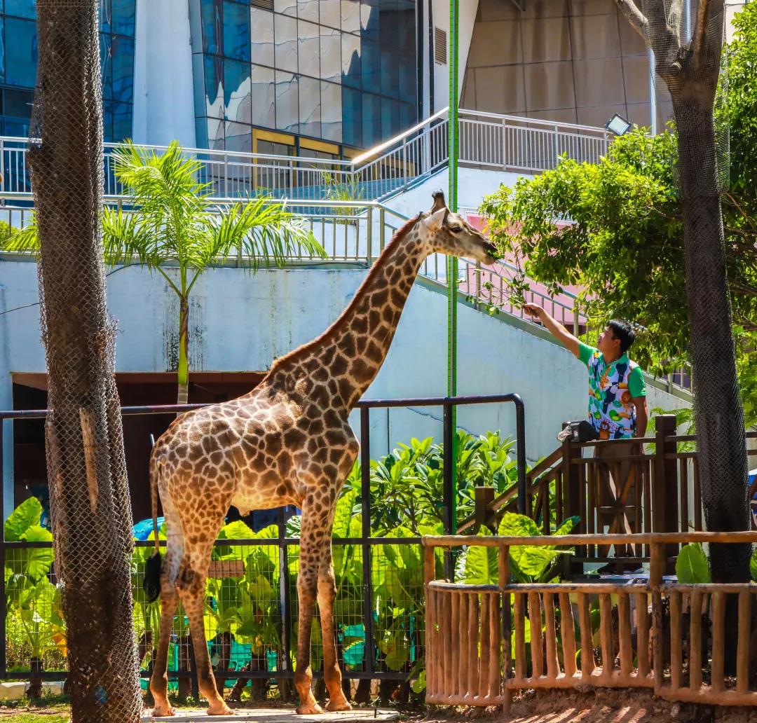 厦门马戏城灵玲酒店,厦门灵玲马戏酒店套票