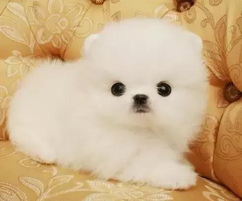 身价最高的狗,身价20亿的狗