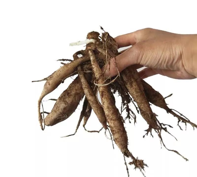 球根种植时间和方法,球根的养殖方法和注意事项