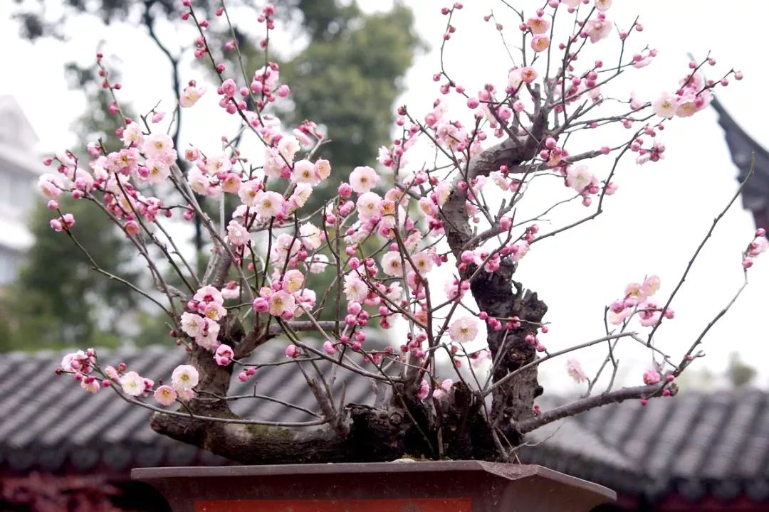 养梅花的技巧,寒梅的养殖方法