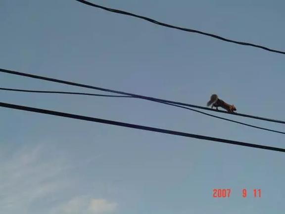 我的“大尾巴”,你在异国他乡还好吗?