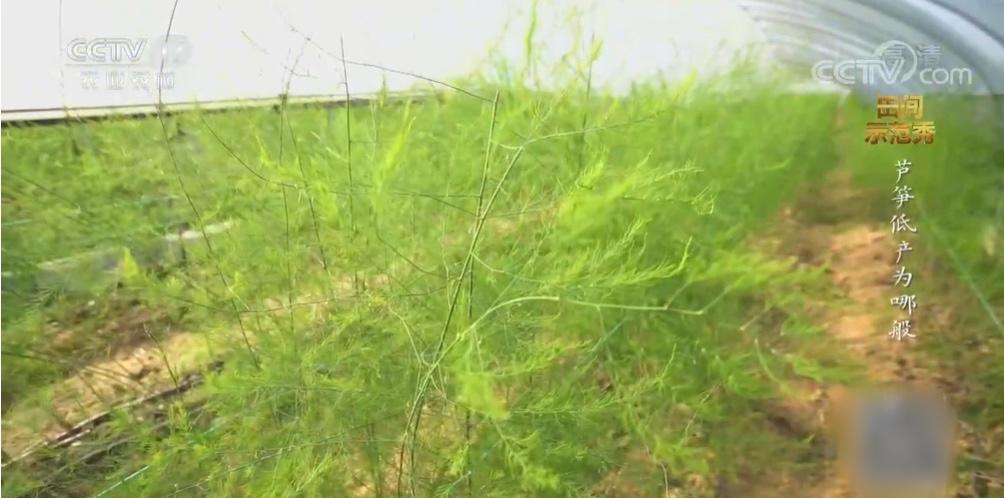 芦笋和竹笋的区别在哪,芦笋和笋有区别吗