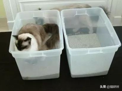 猫咪乱拉如何解决,猫咪乱拉处理方法