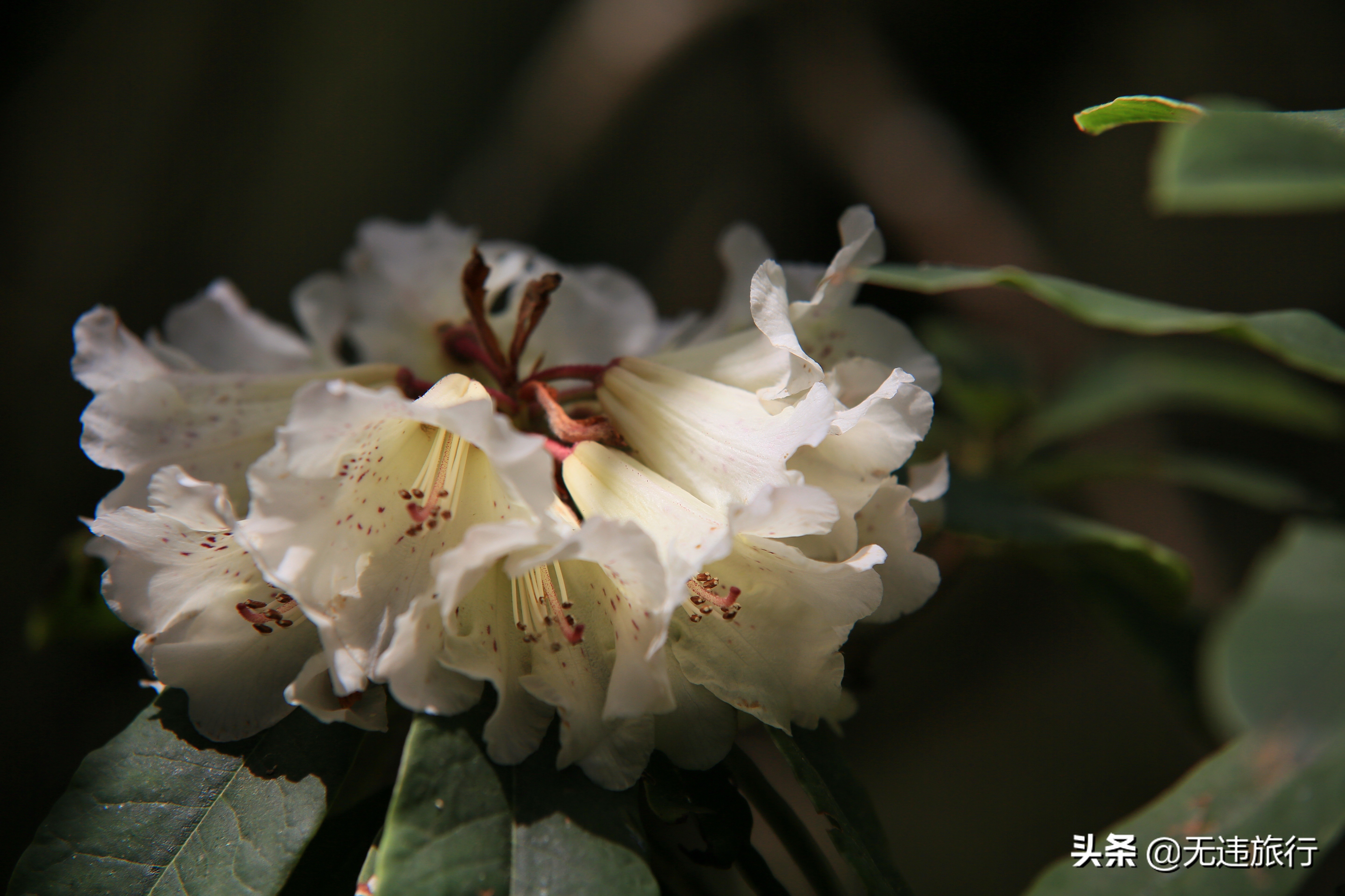 去大理鸡足山徒步旅行,大理鸡足山徒步登顶