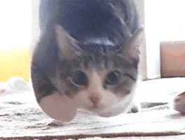 新娘开心的搞笑视频,搞笑gif开心一刻女司机上车