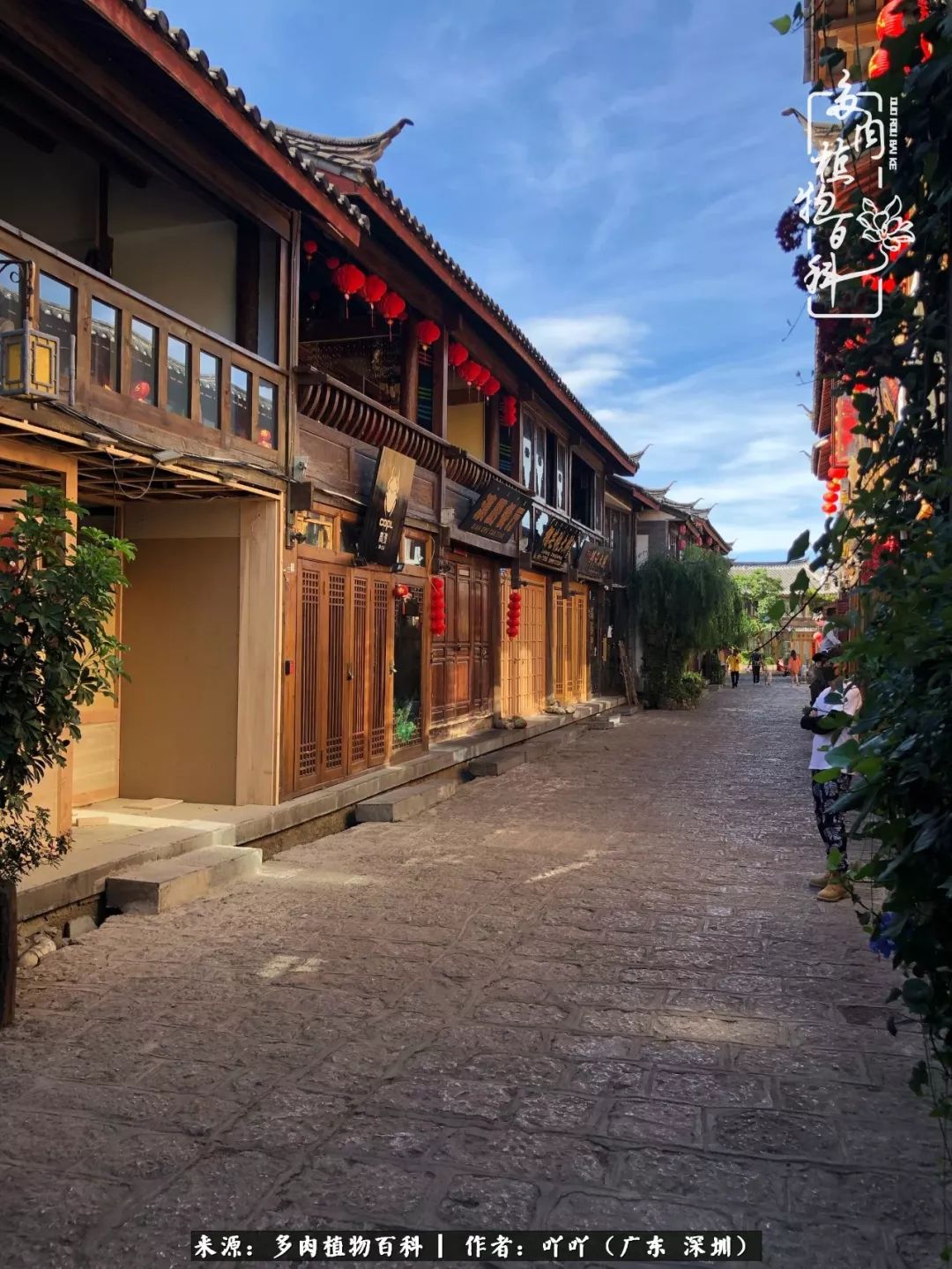 涓冨僵浜戝崡澶氳倝,浜戝崡澶氳倝涔嬫梾