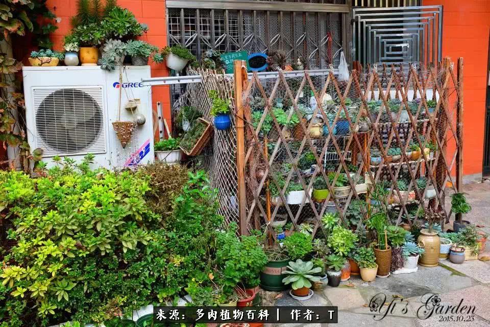 多肉还可以这样玩(上):八年养肉路剪影!