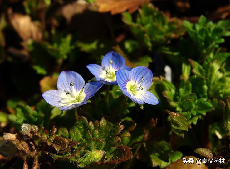 识花认草：婆婆纳