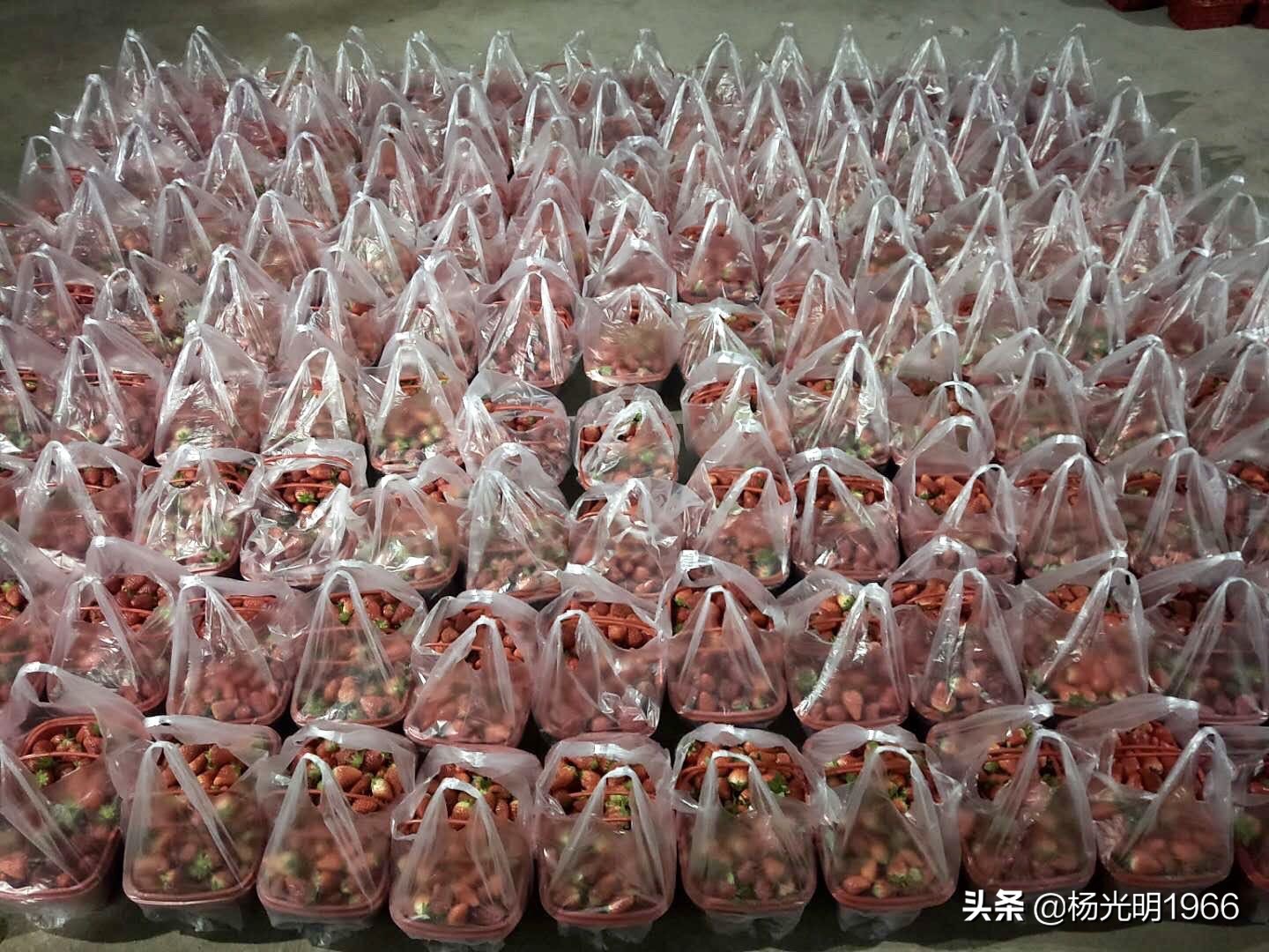 鍑噷鏀惰垂绔欏崠鑽夎帗 (鍑噷闄勮繎鐧借壊鑽夎帗)