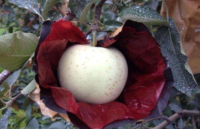 给苹果套袋的技术,如何提高柑橘果面光泽