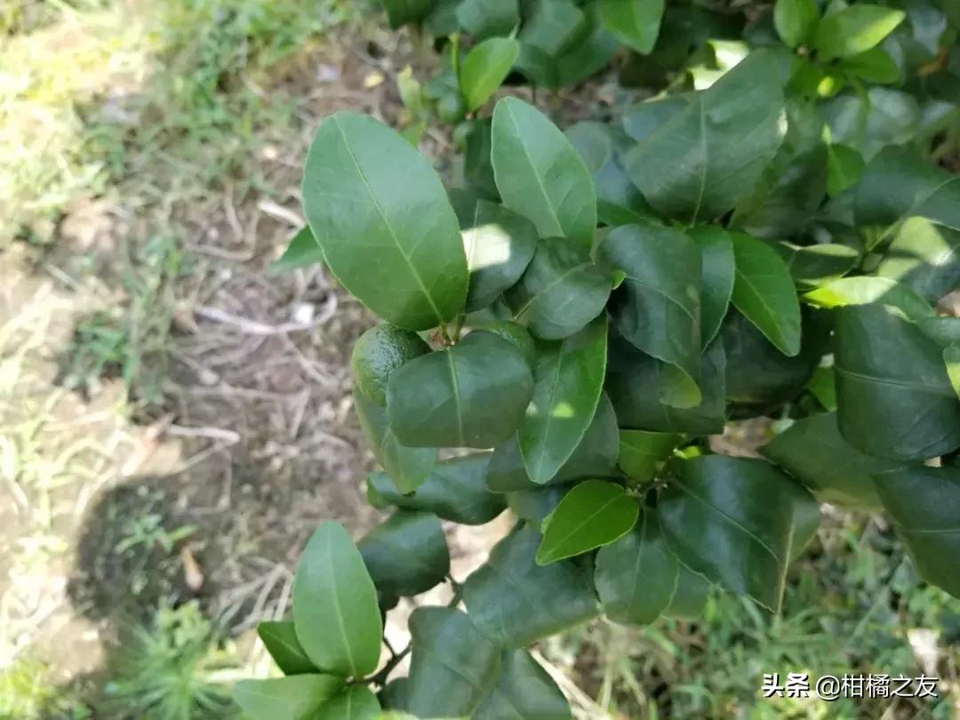 沙糖桔叶子卷缩怎么防治,沙糖桔叶片弯曲缺什么