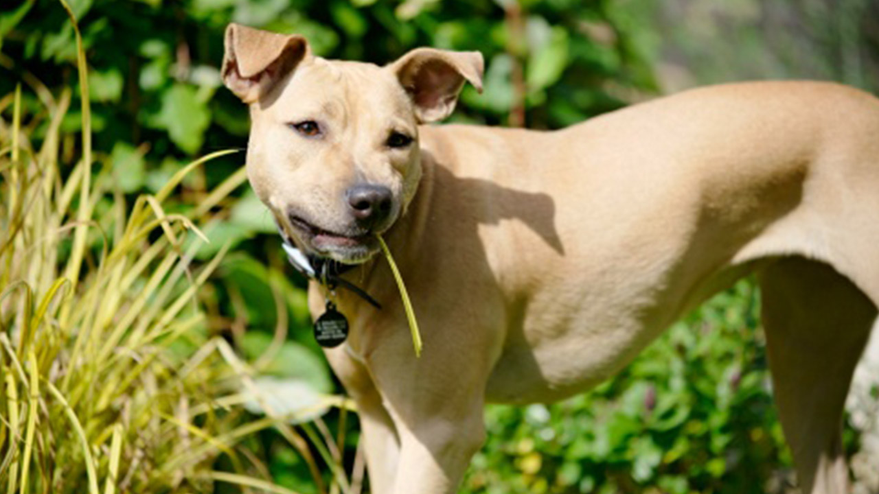 狗狗为什么要吃草然后自己吐,狗狗为什么要出去吃草然后催吐