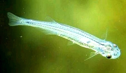 亚马逊魔鬼鱼,亚马逊食人鱼魔鬼鱼