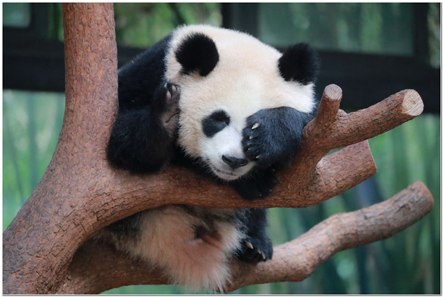 2022上海春节活动汇总,上海旅游文化节