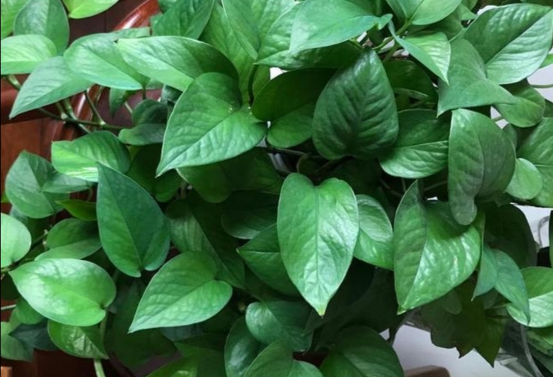 绿萝枝叶茂盛可以修剪吗,怎样养绿萝才能枝叶茂盛