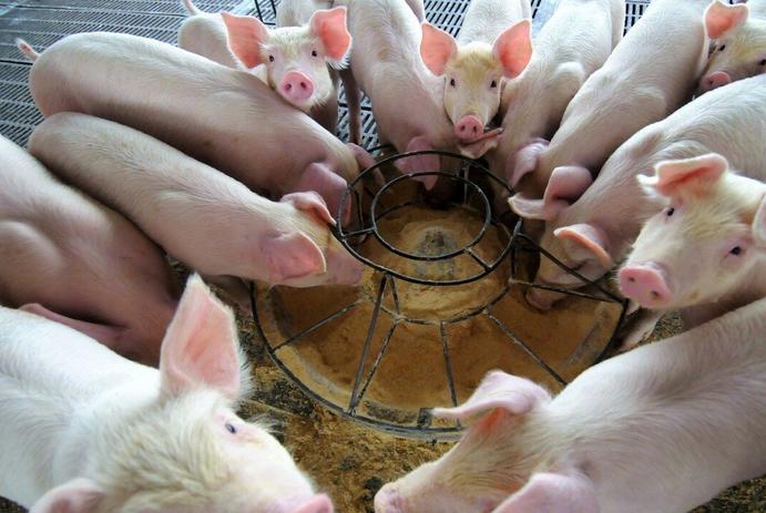 小猪不长怎么快速解决,小猪越来越瘦还不吃食怎么办