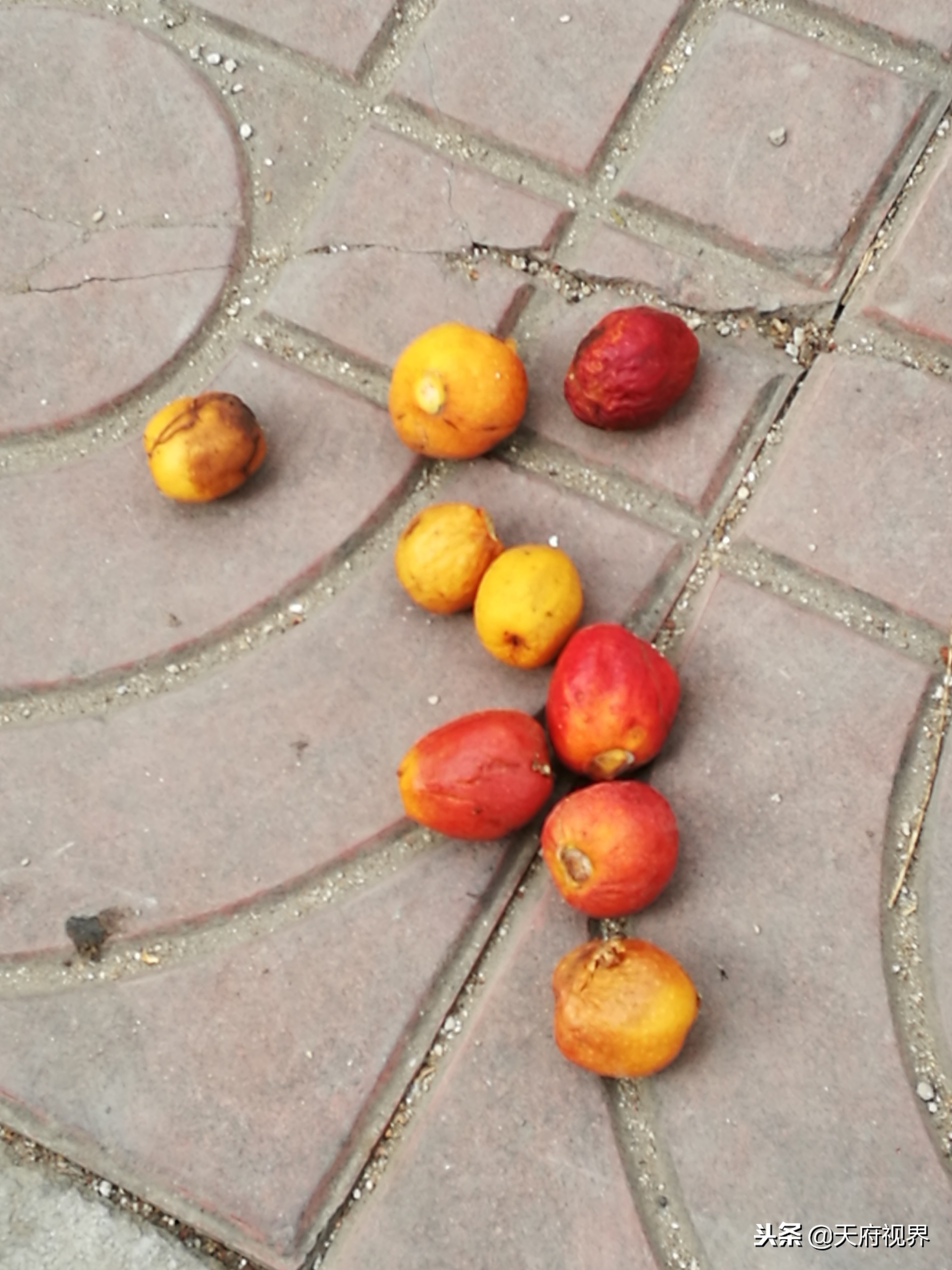 县城小景的视频,攀枝花盐边县全景