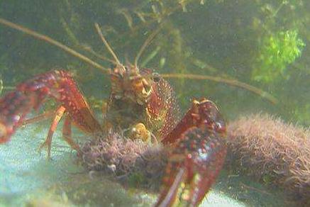 小龙虾鱼苗怎么处理,养殖小龙虾鱼苗