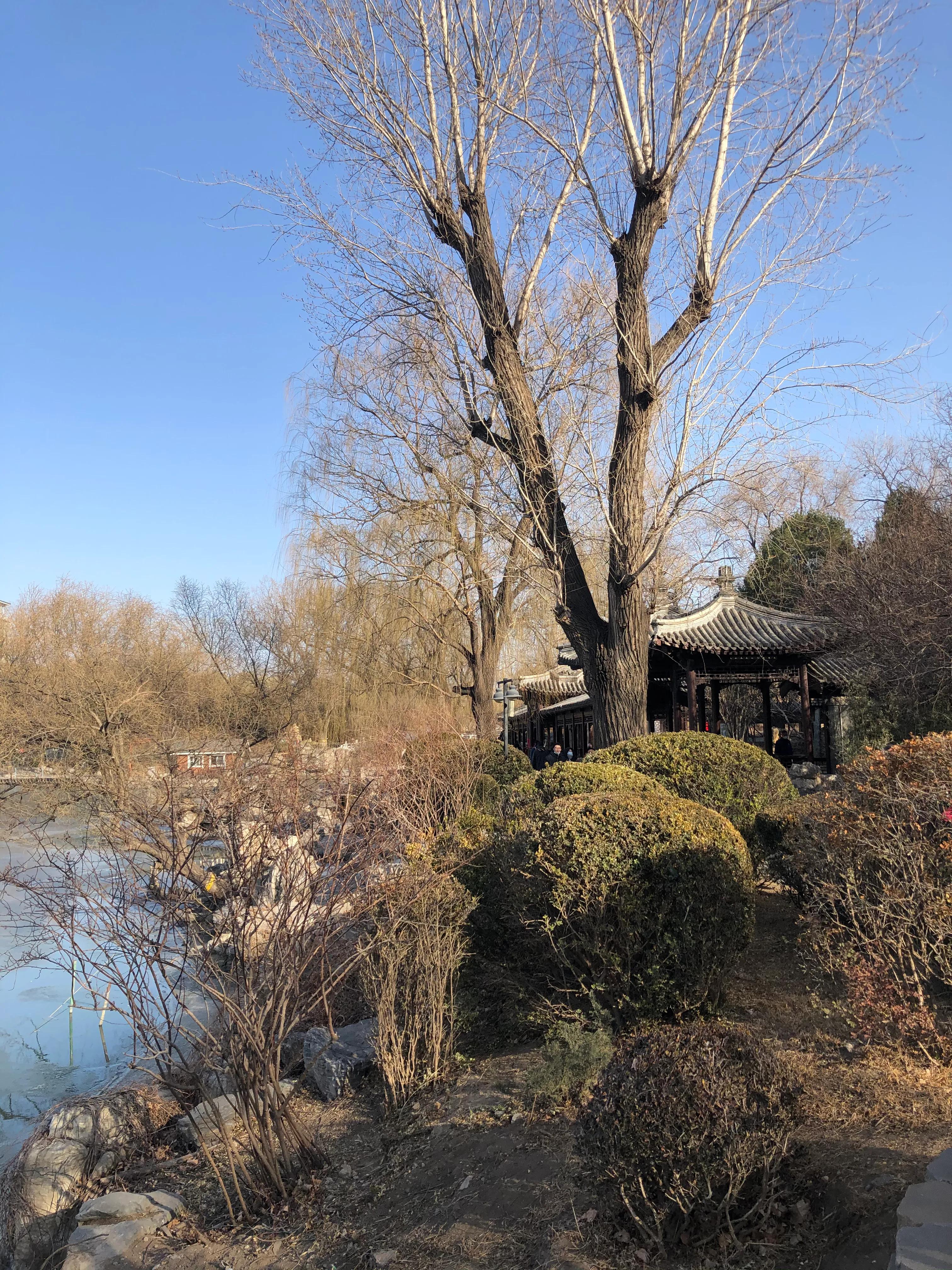 冬日紫竹院公园最新消息,冬日紫竹院公园