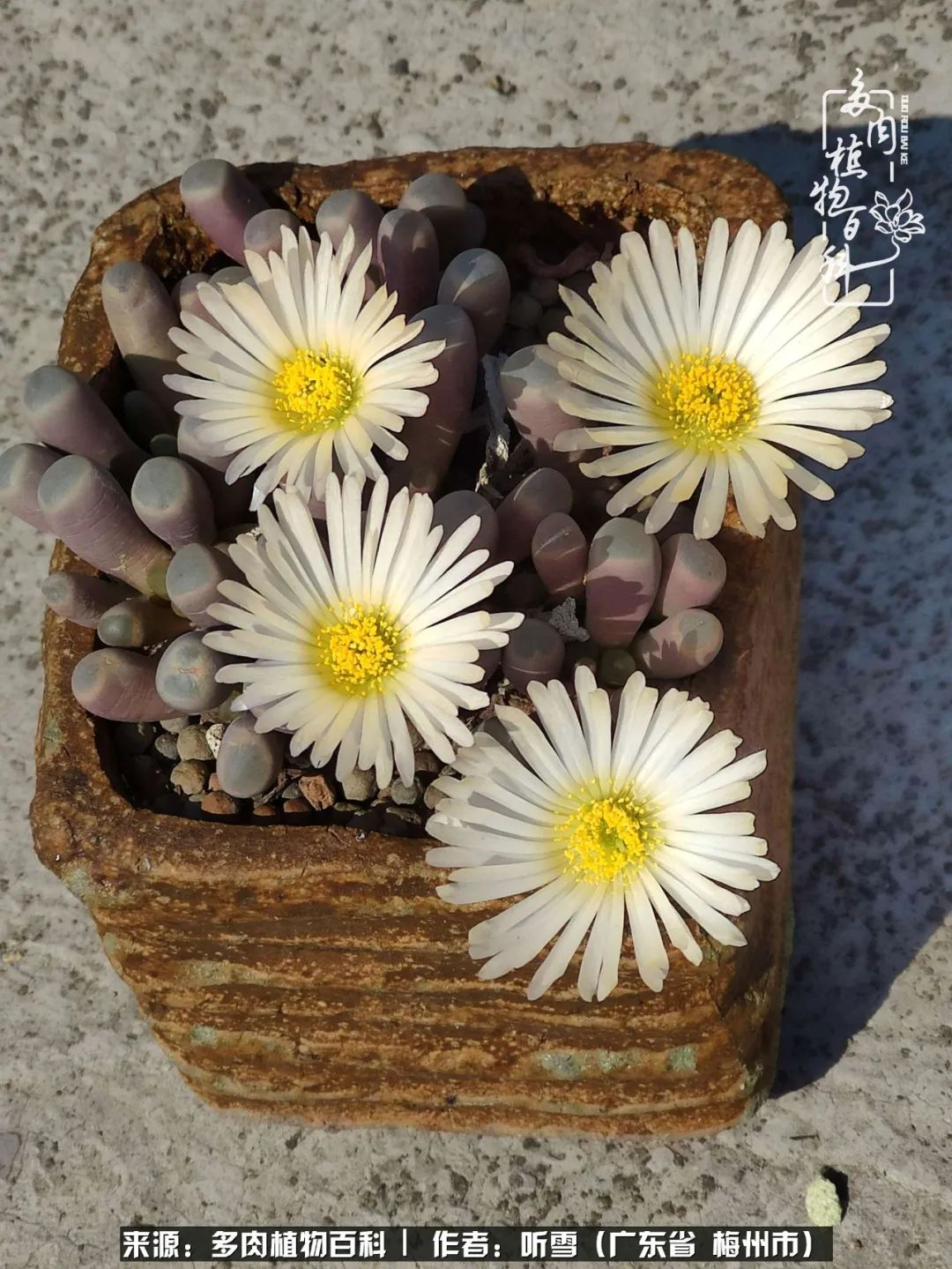 爱上多肉精致生活,爱上多肉我们的减压法宝