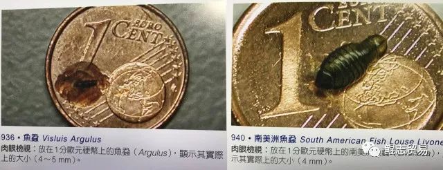 鱼会长虱子吗,鱼身上的水虱子