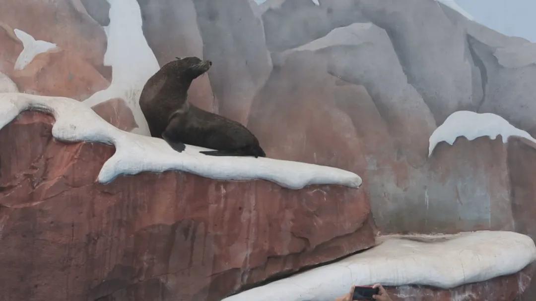 紧张又温暖！陡坡上，海狗妈妈突然分娩，保育员高举塑料桶空中接生！