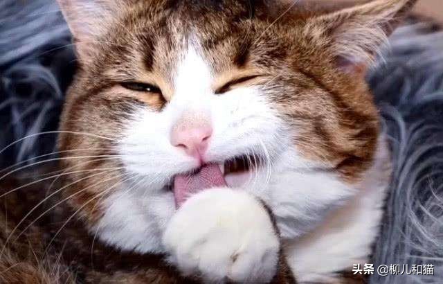 你家公猫绝育后还会出现发情迹象？了解这些原因，就不觉得奇怪了