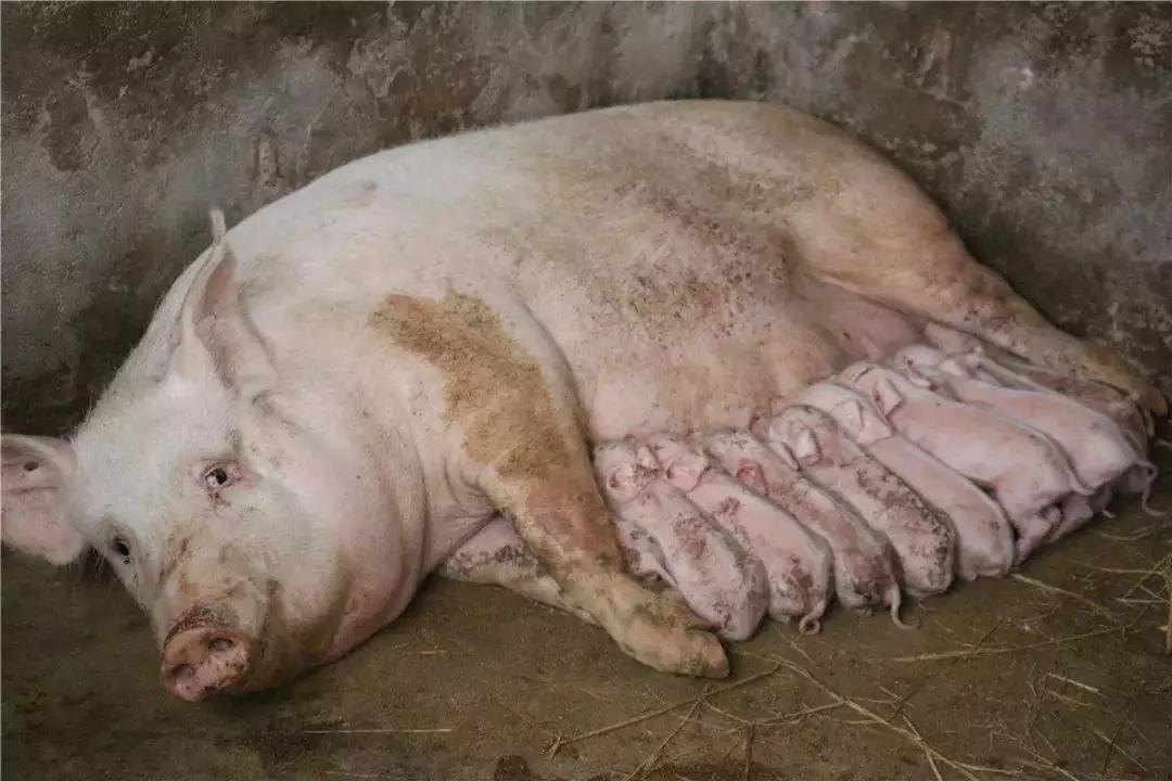 母猪发情不排卵怎么办？母猪不排卵的最好方法，本文为你介绍