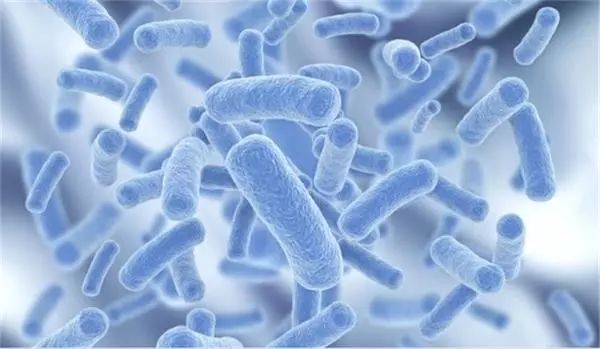 猫咪拉肚子是什么原因引起的呢,两个月的猫咪呕吐拉肚子什么原因