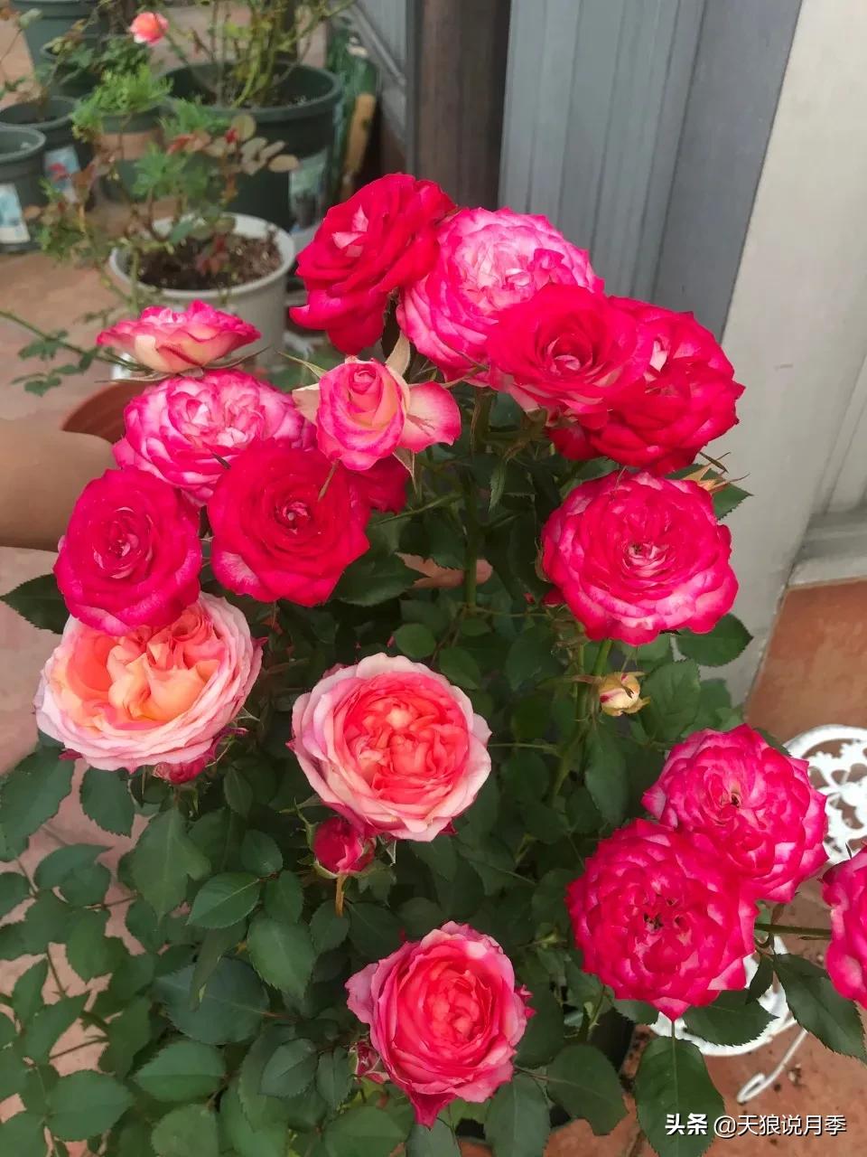 月季花是时候展现真正的技术了 (开春的第一波月季花就这么过去了)